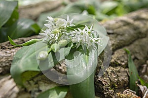 Allium ursinum wild bears garlic flowers in bloom, white rmasons buckrams flowering plants, green edible healhty leaves