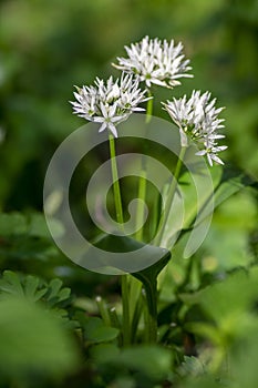 Allium ursinum wild bears garlic flowers in bloom, white rmasons buckrams flowering plants, green edible healhty leaves