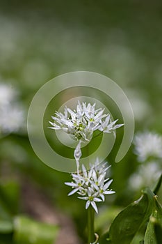 Allium ursinum wild bears garlic flowers in bloom, white rmasons buckrams flowering plants, green edible healhty leaves