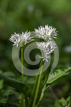 Allium ursinum wild bears garlic flowers in bloom, white rmasons buckrams flowering plants, green edible healhty leaves