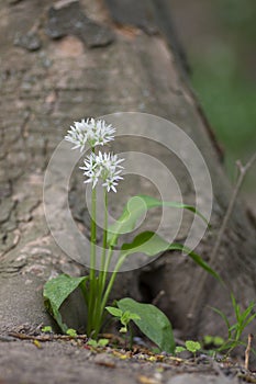 Allium ursinum wild bears garlic flowers in bloom, white rmasons buckrams flowering plants, green edible healhty leaves