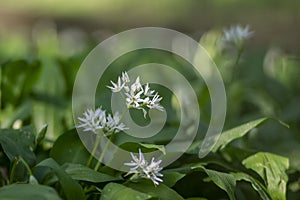 Allium ursinum wild bears garlic flowers in bloom, white rmasons buckrams flowering plants, green edible healhty leaves