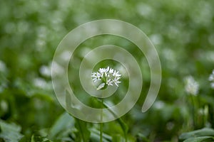 Allium ursinum wild bears garlic flowers in bloom, white rmasons buckrams flowering plants, green edible healhty leaves