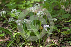 Allium ursinum wild bears garlic flowers in bloom, white rmasons buckrams flowering plants, green edible healhty leaves