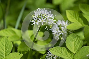 Allium ursinum wild bears garlic flowers in bloom, white rmasons buckrams flowering plants, green edible healhty leaves