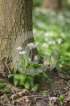 Allium ursinum wild bears garlic flowers in bloom, white rmasons buckrams flowering plants, green edible healhty leaves