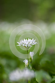 Allium ursinum wild bears garlic flowers in bloom, white rmasons buckrams flowering plants, green edible healhty leaves