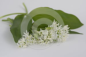 Allium ursinum wild bears garlic flowers in bloom, white rmasons buckrams flowering plants and green edible  leaves isolated