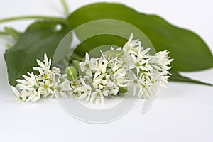 Allium ursinum wild bears garlic flowers in bloom, white rmasons buckrams flowering plants and green edible  leaves isolated