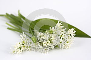 Allium ursinum wild bears garlic flowers in bloom, white rmasons buckrams flowering plants and green edible  leaves isolated