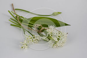 Allium ursinum wild bears garlic flowers in bloom, white rmasons buckrams flowering plants and green edible  leaves isolated