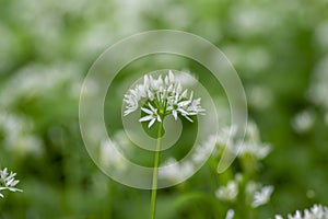 Allium ursinum wild bears garlic flowers in bloom, white rmasons buckrams flowering plants, green edible tasty healhty leaves