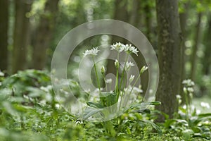 Allium ursinum wild bears garlic flowers in bloom, white rmasons buckrams flowering plants, green edible tasty healhty leaves