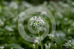 Allium ursinum wild bears garlic flowers in bloom, white rmasons buckrams flowering plants, green edible tasty healhty leaves