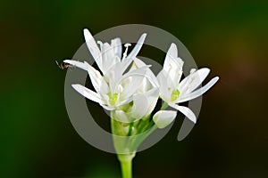 Allium ursinum or wild garlic