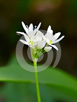 Allium ursinum or wild garlic