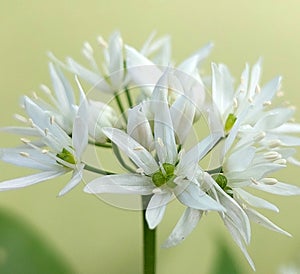 Allium ursinum (Wild garlic)