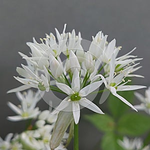 Allium ursinum (Wild garlic)