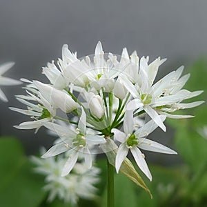 Allium ursinum (Wild garlic)