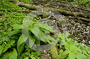 Allium ursinum in wild nature