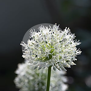 Allium, white allium ball, sunlight, macro