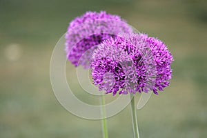 Alliums