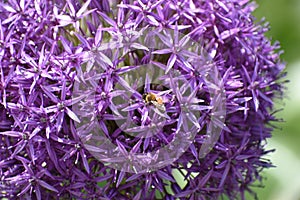 Alliums in Boston Commons close up with a bee