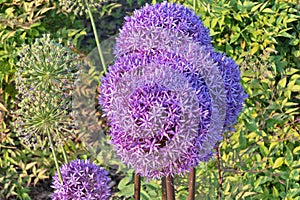 Alliums flowers in a flower bed