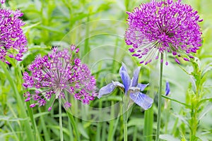 Alliums and Iris