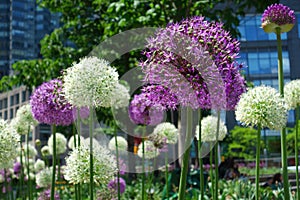 Alliums
