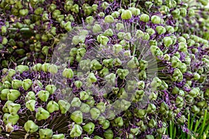Alliums. Spherical flowering onions. Blooming garden plant