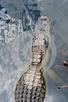 Allligator in Florida`s Everglades National park seen from above