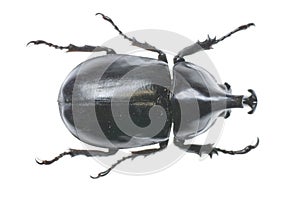 Allomyiina dichotoma