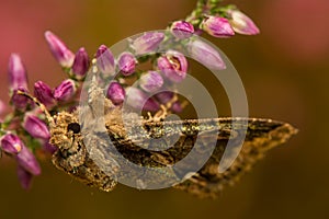 Allophyes oxyacanthae