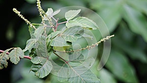 Allophylus africanus (African False Currant, Black Bastard Currant, Black False Currant, Inqala)