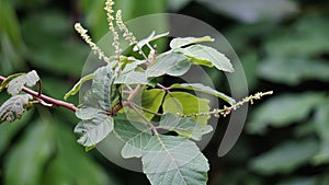 Allophylus africanus (African False Currant, Black Bastard Currant, Black False Currant, Inqala)