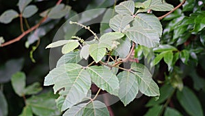 Allophylus africanus (African False Currant, Black Bastard Currant, Black False Currant, Inqala)