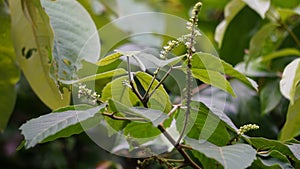 Allophylus africanus (African False Currant, Black Bastard Currant, Black False Currant, Inqala) photo