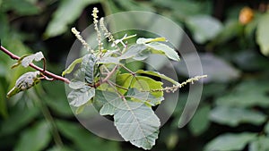 Allophylus africanus (African False Currant, Black Bastard Currant, Black False Currant, Inqala) photo