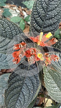 Alloplectus, flower, blooming, yellow, red