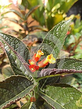 Alloplectus is a genus of Neotropical plants in the flowering plant family Gesneriaceae photo