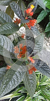 Alloplectus tanaman neotropis