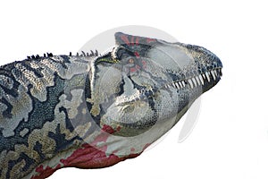 Allosaurus` head on white background