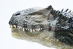 Allosaurus` head on white background