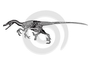 Allosaurus. Vector illustration decorative design
