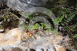 Allosorus persicus - Wild plant shot in the spring