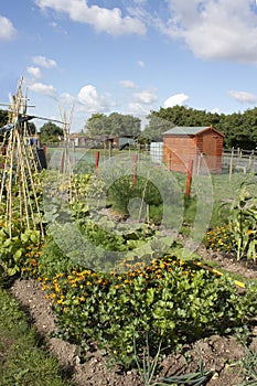 Allotment