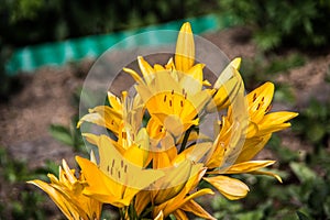Yellow flowers with stemen