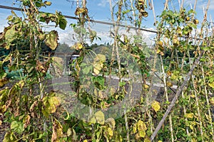 Allotment garden in autumn with wilted bean stakes