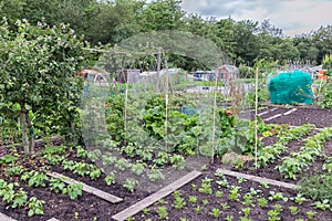 Allotment garden in spring with potatoes and onions